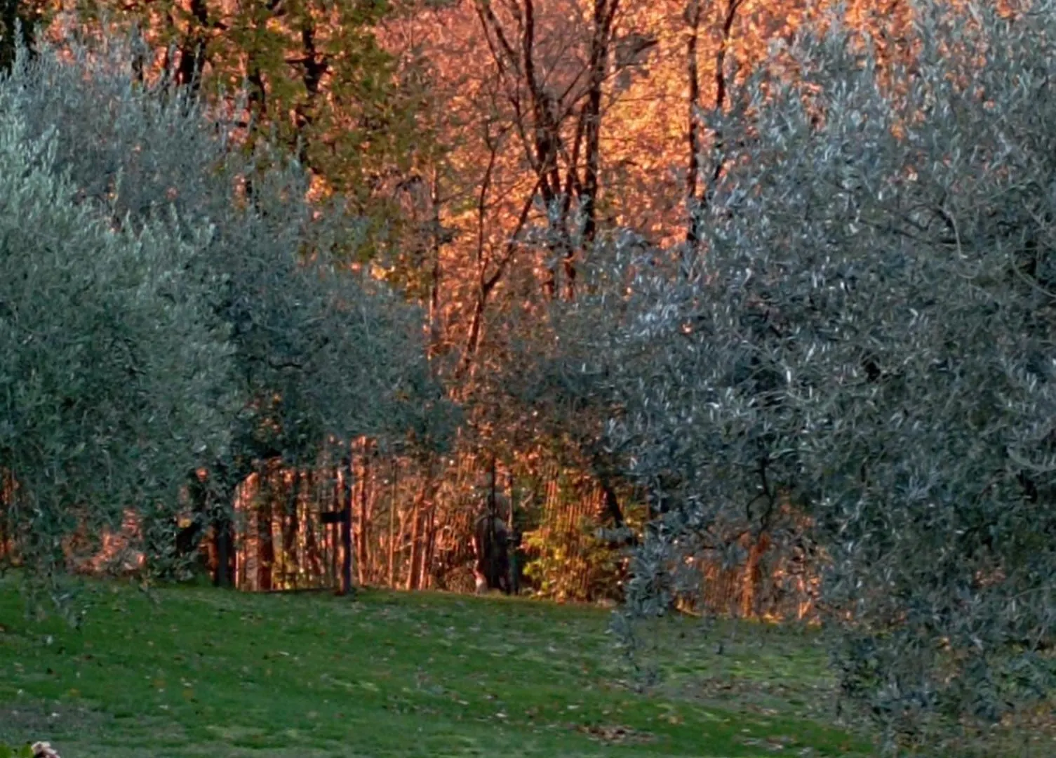 Villa Luna Comeana Italy